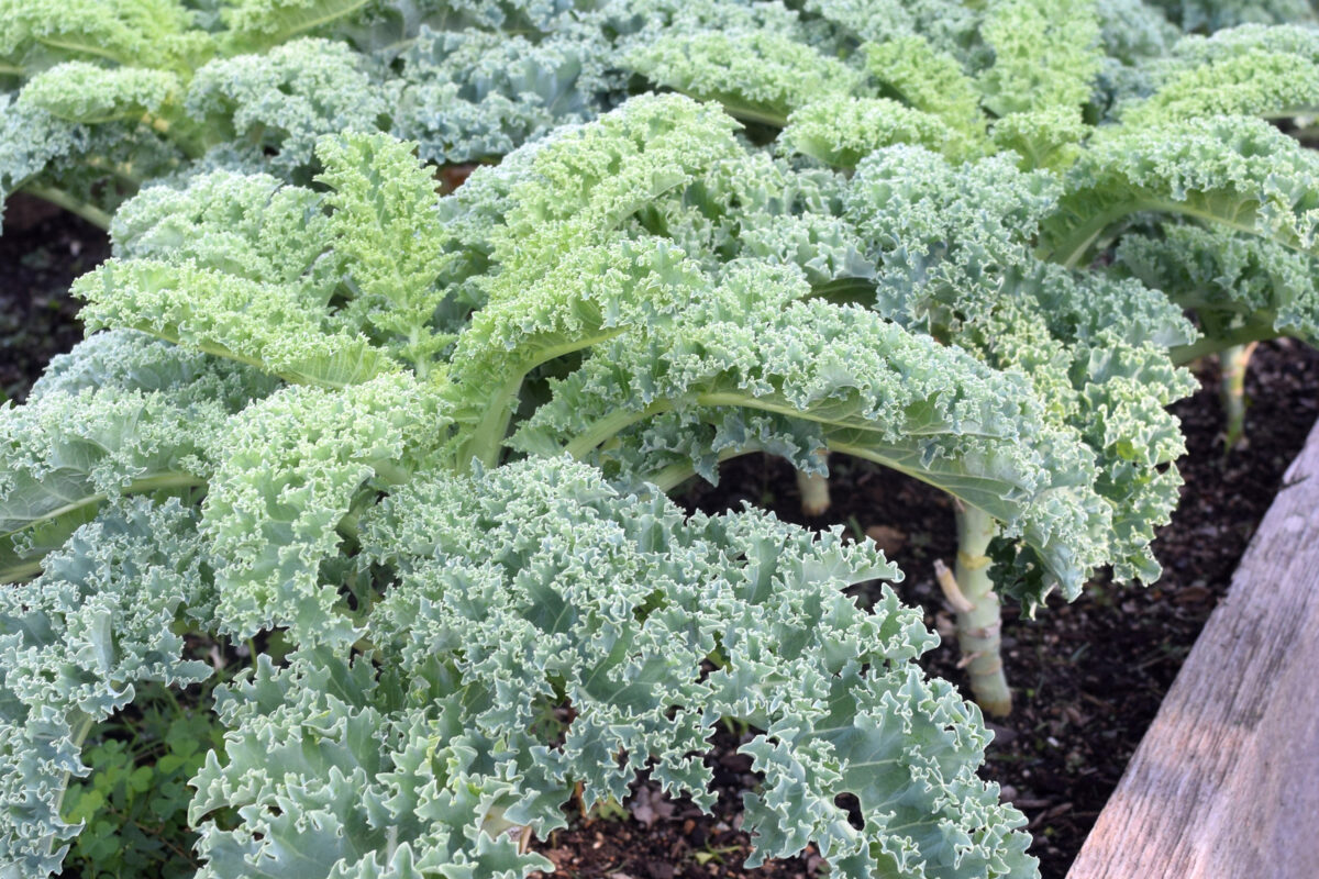 Kale in the pantry garden