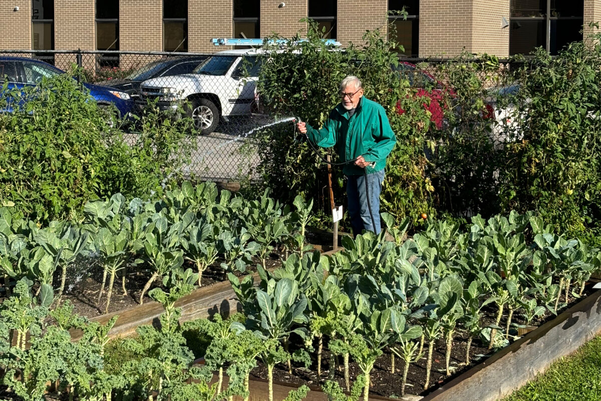 A volunteer watering the plants in the pantry garden