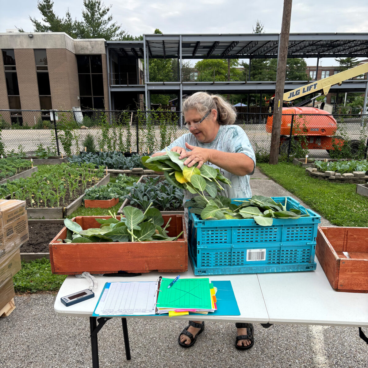 A volunteer moving produce from one bin to another